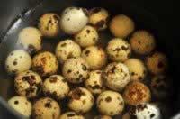 ֥�����Ȳ�Ҷ��������