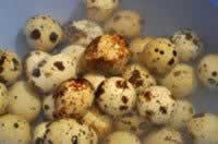 ֥�����Ȳ�Ҷ��������