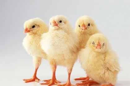 ��������������ʳ�� �Ժ�����ʲô�ô���