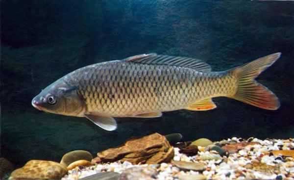 �����ÿ��Ե�5�ַ���ʳ������Ŀ