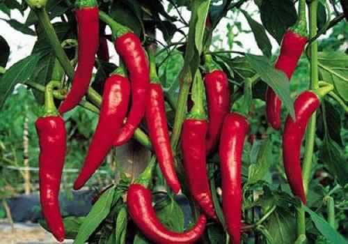 9类食物抵御风寒又养颜