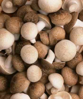 �̵�Ģ����Ϊ��֪�����ô�