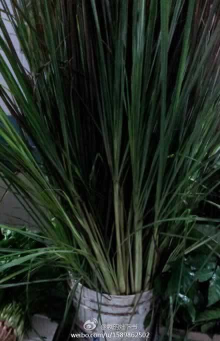 ����߲�ţβ�ҵ�����