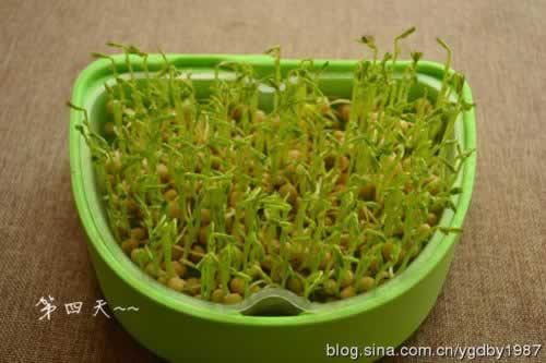 �����㶹�������