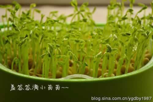 �����㶹�������