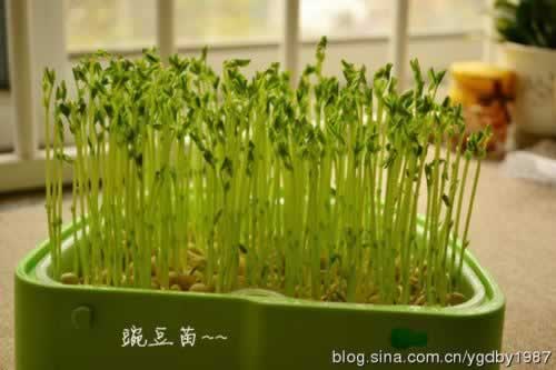 �����㶹�������