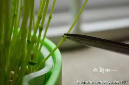 �����㶹�������