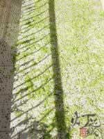 ���ܲ�˿�����˼��ӵ�����