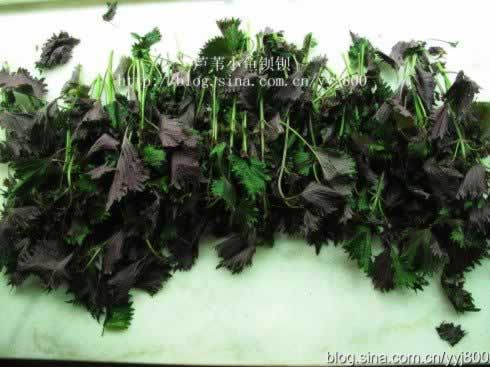 ����÷VS÷�Ӵ׵�����