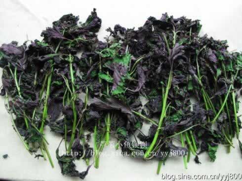 ����÷VS÷�Ӵ׵�����