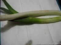 ������Ƭ������