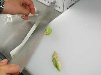 松茸豆腐朴叶烧的做法