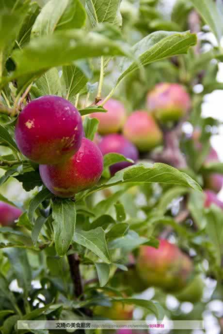 ˫ɫ˫ζ���ӾƵ�����