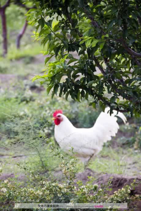 ˫ɫ˫ζ���ӾƵ�����