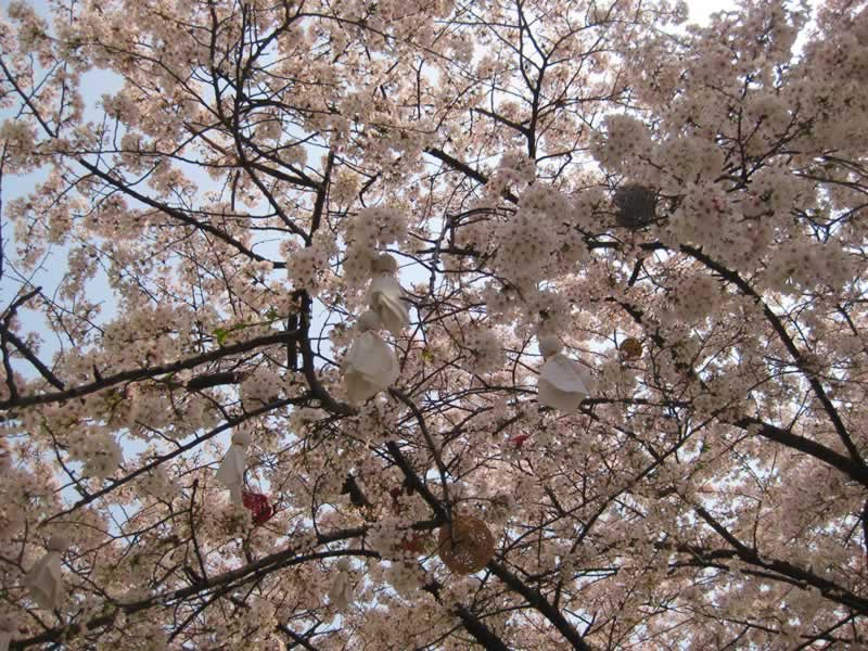 4��2��#�紨ӣ����# ������ʳ�������»