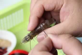 ��������Ϻ������