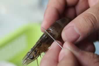 ��������Ϻ������