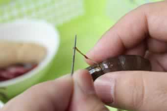 ��������Ϻ������