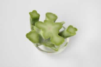 ���˿�θС���ŵ�����