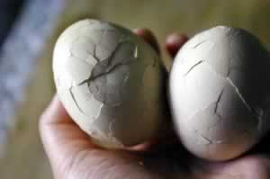 ��±��Ҷ��������