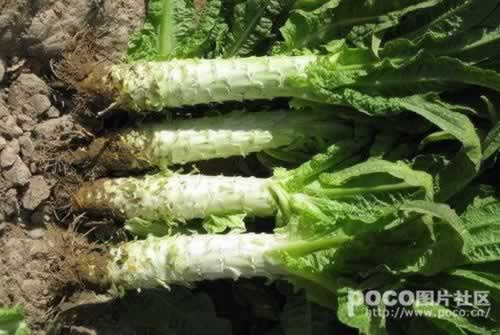 ����Ԫ�Ӱ�����������