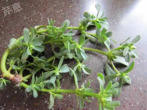 蒜泥马齿苋的做法