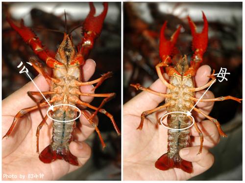 ˮ��С��Ϻ������