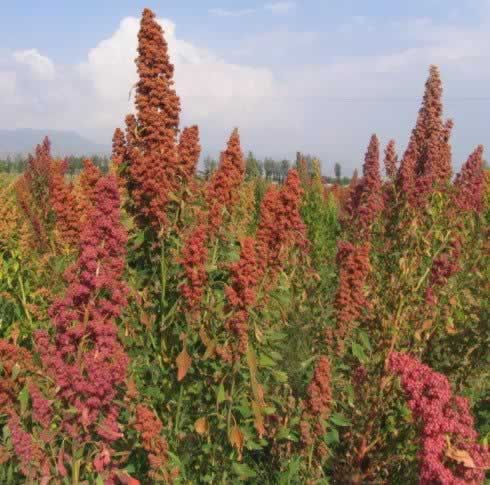 ��ɫ�����������