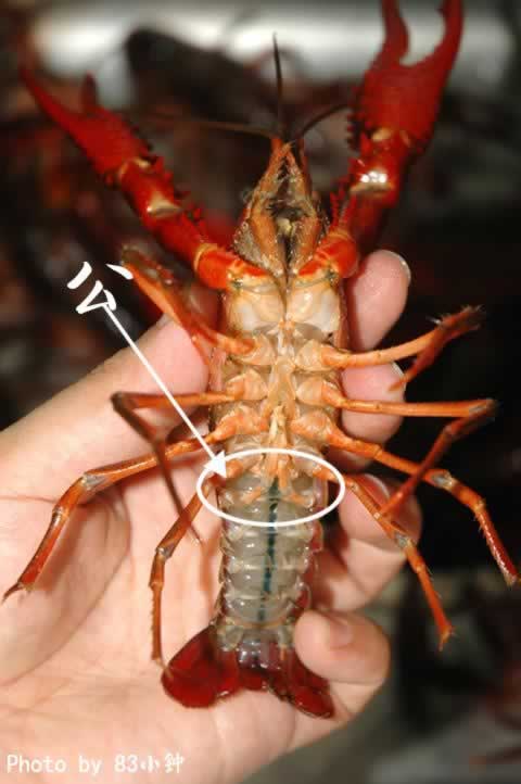 ��Ϻ������