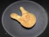 �ɰ�����С�ɱ�������