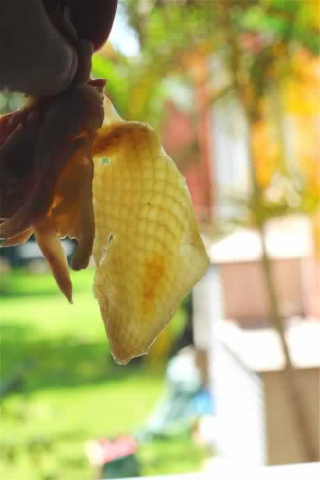 手撕版白切鸡的做法