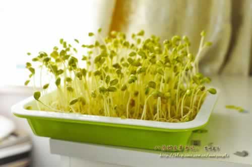 手工自发健康有根黄豆芽的做法