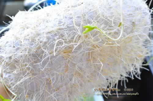 手工自发健康有根黄豆芽的做法