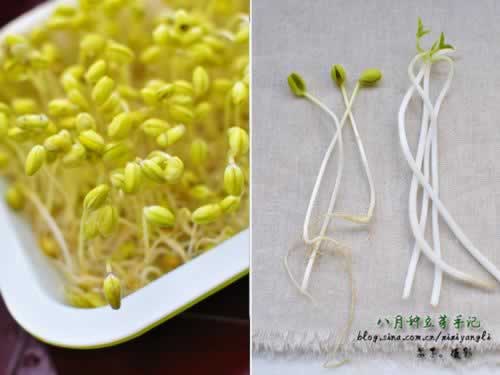 手工自发健康有根黄豆芽的做法