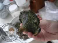 С��Ұ����������