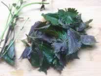 �ӽ����ճ�ţ�������