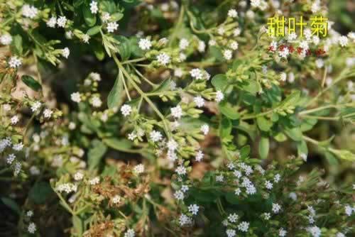 ��Ҷ��ľ����������