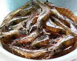 ����ο�Ϻ������