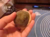 抹茶相思月饼的做法