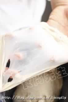 ����֥ʿ���������