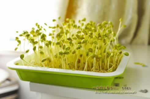 粉条伴豆芽的做法