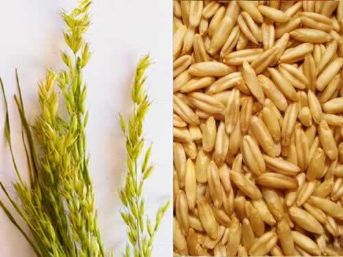 ��˳�ݯ�������