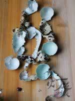 �ݽ����ȵ�������