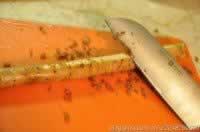 ţ������ȵ�����