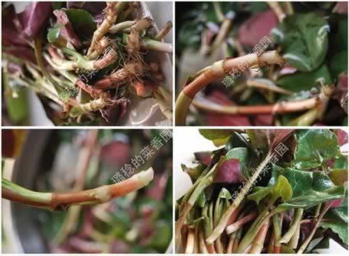 �۶��������������