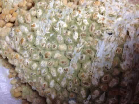 ��ͥ����󽴵�����