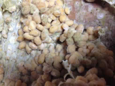 ��ͥ����󽴵�����