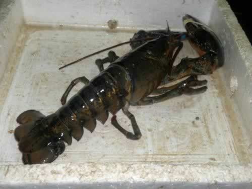 ��������Ϻ������