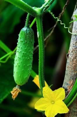 �����ܼ��ʵļ����߲�