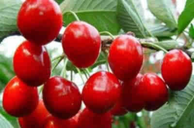 ���������� 9���Ŷ���ʳ��